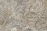 Ordovician Trilobite Mortality Plate (Pos/Neg) - Morocco #218661-3